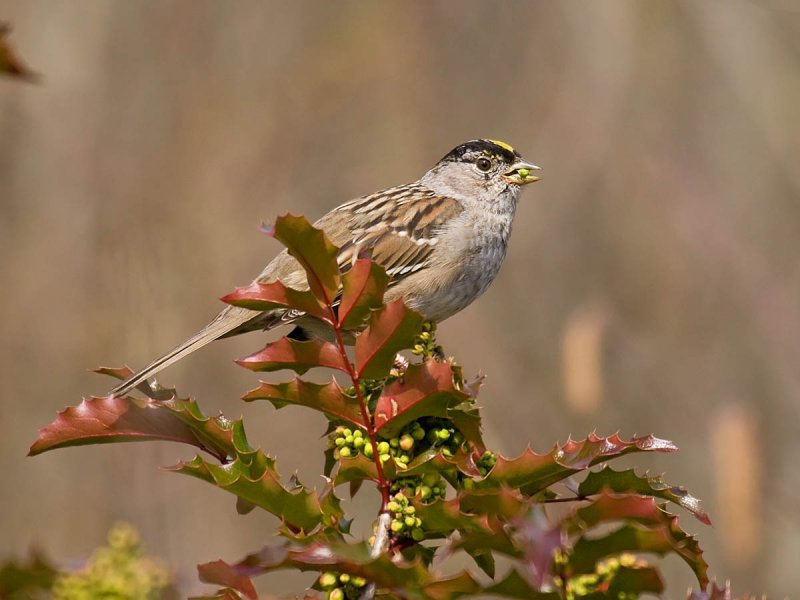 Golden-crowned Sparrow