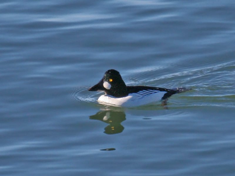 Common Goldeneye