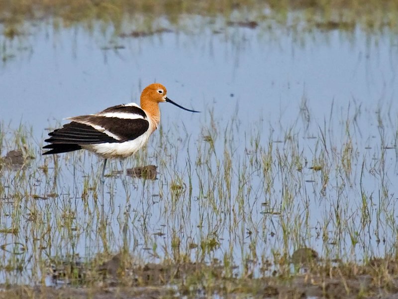American Avocet