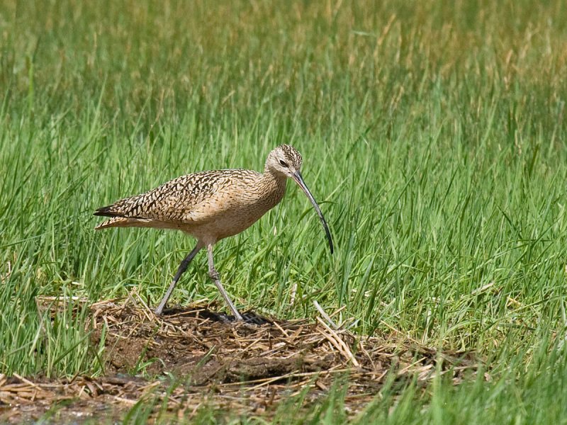 Long-billed Curlew