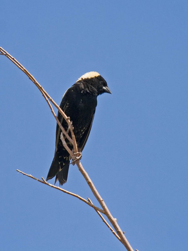 Bobolink
