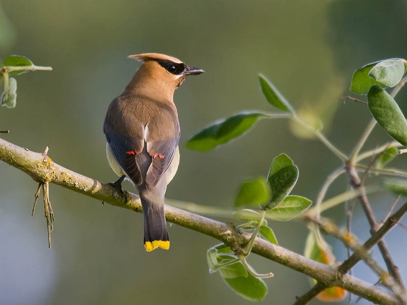 Cedar Waxwing