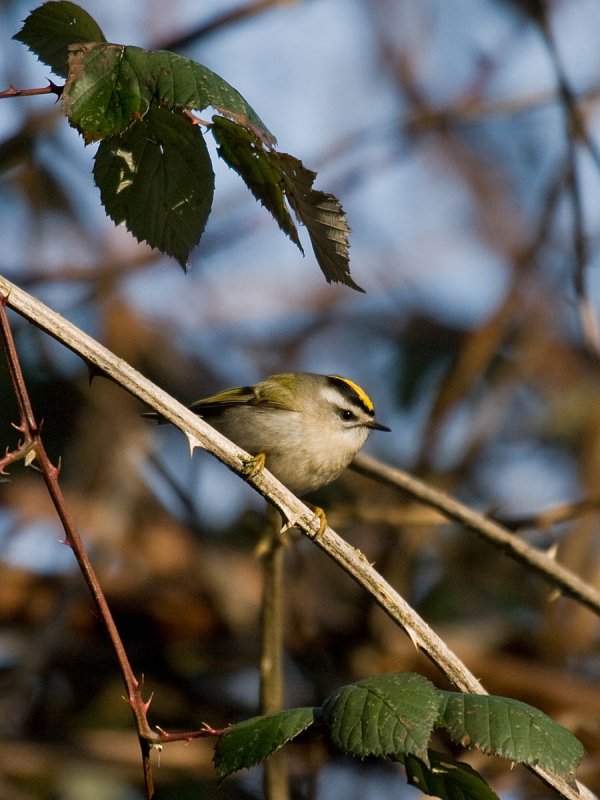 Golden-crowned Kinglet