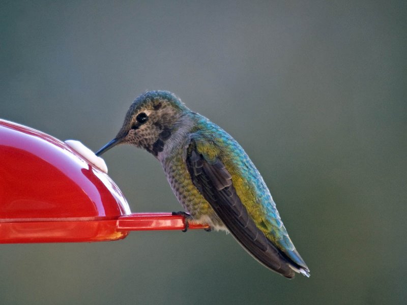 Annas Hummingbird