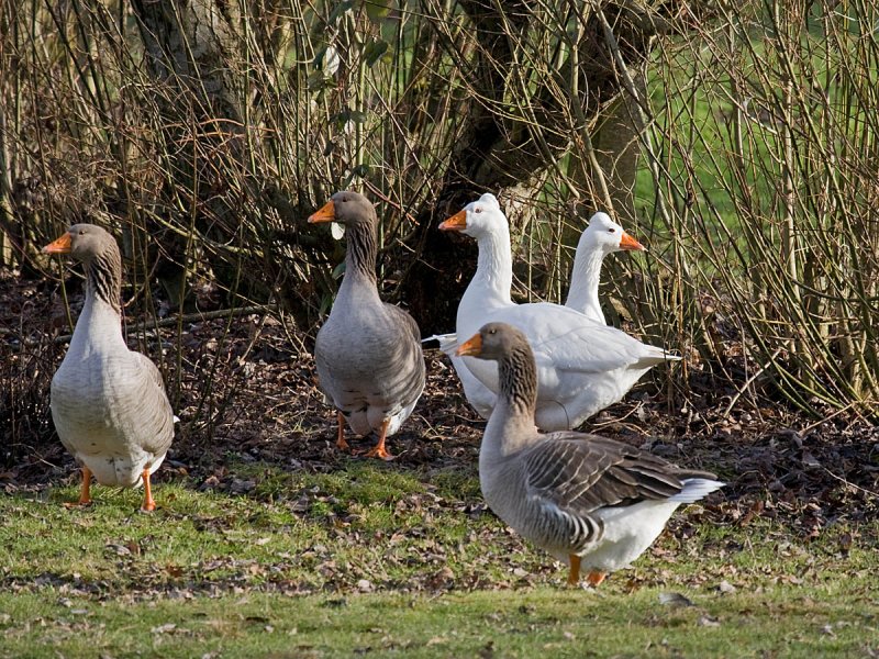 Domestic geese