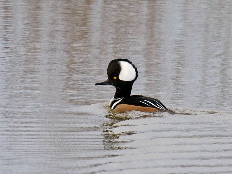 Hooded Merganser