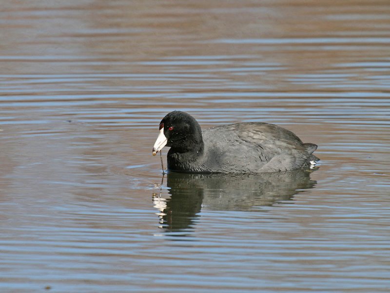 American Coot