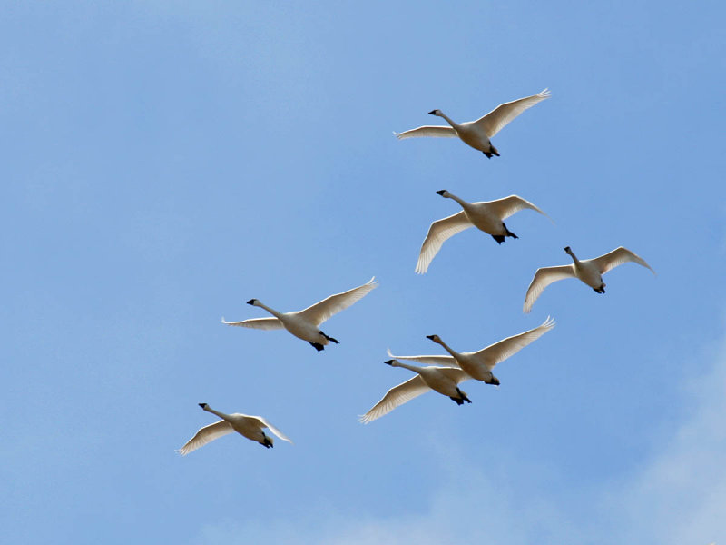 Tundra Swan