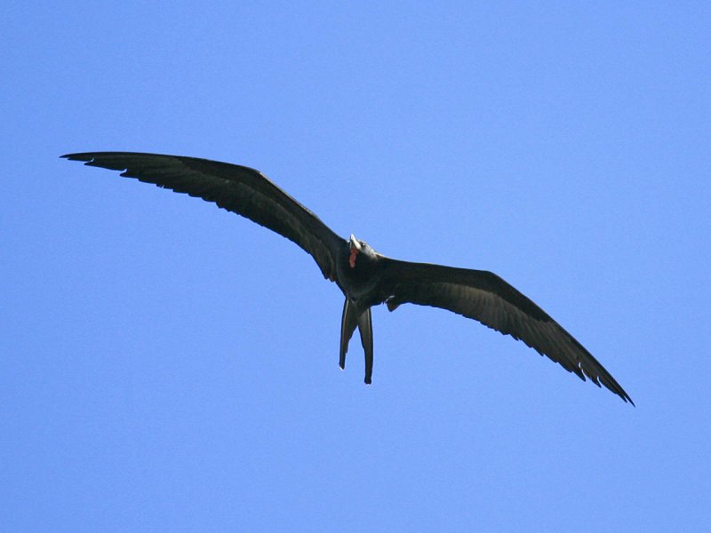 Magnificent Frigatebird
