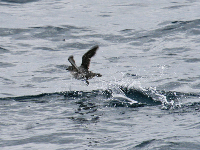 Cassins Auklet