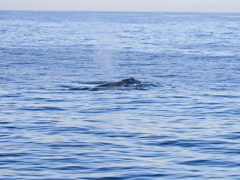 Gray Whale