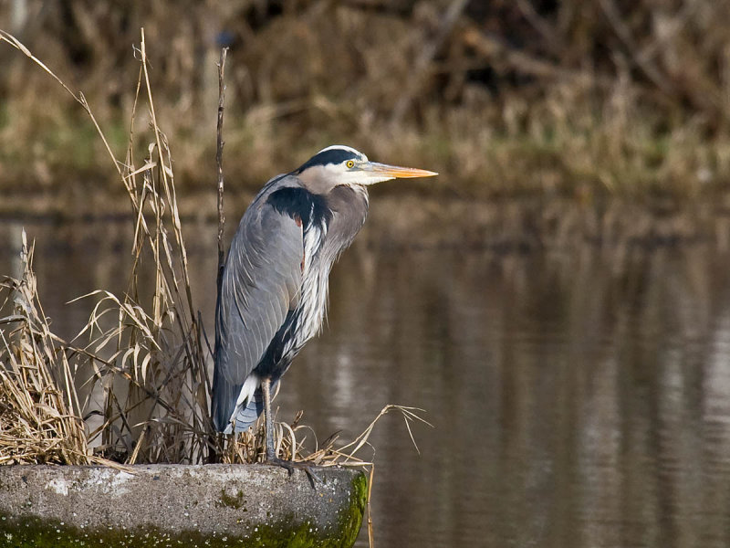 Great Blue Heron