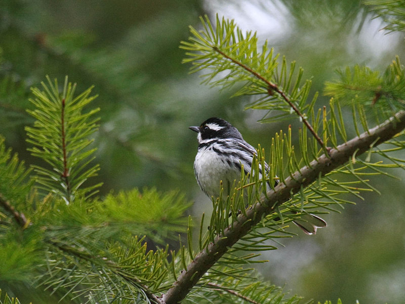Black-throated Gray Warbler