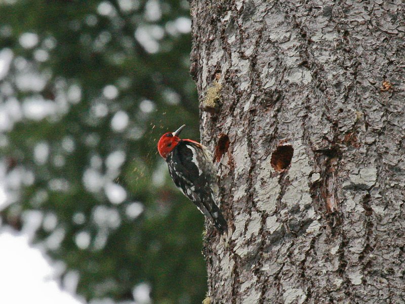 Red-breasted Sapsucker