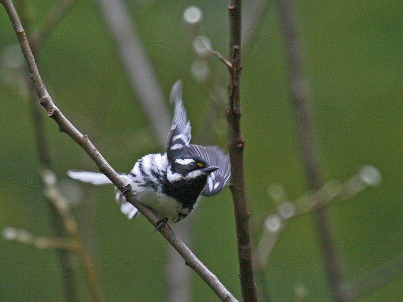 Black-throated Gray Warbler