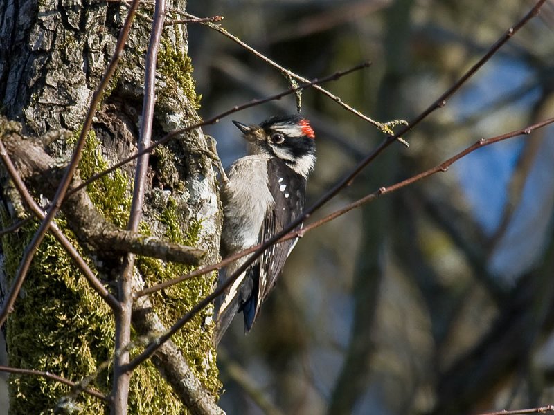 Downy Woodpecker