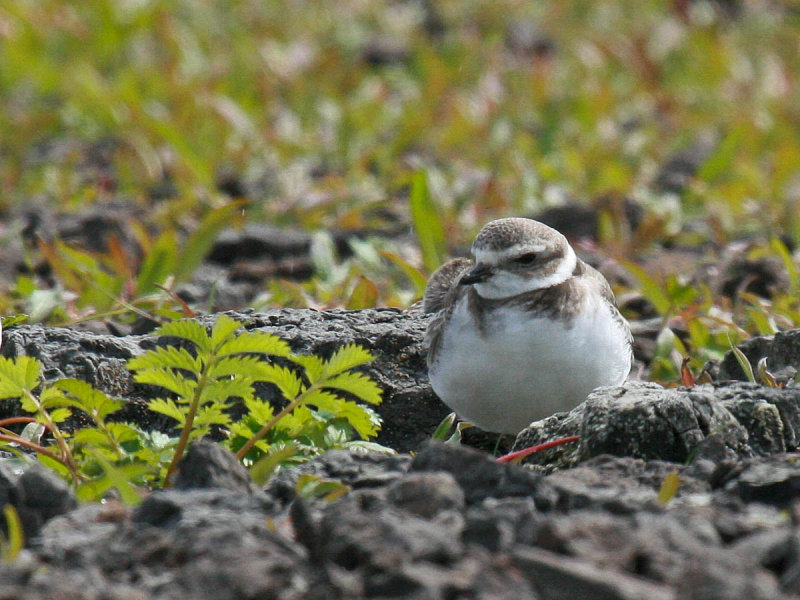 Semipalmated Plover