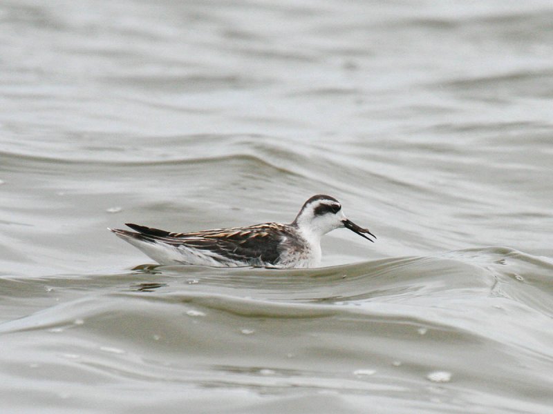Red-necked Phalarope
