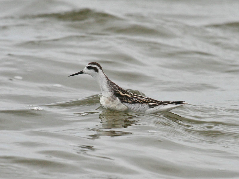 Red-necked Phalarope