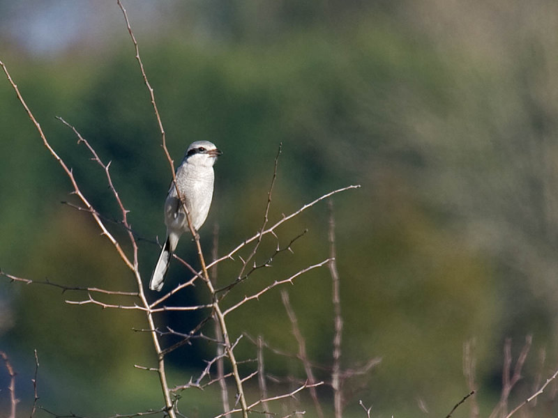 Northern Shrike