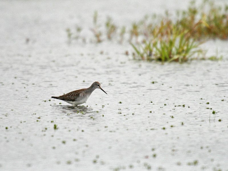 Lesser Yellowlegs
