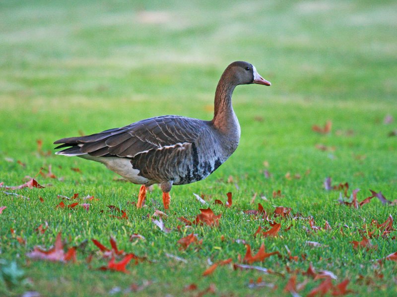 Greater White-fronted Goose