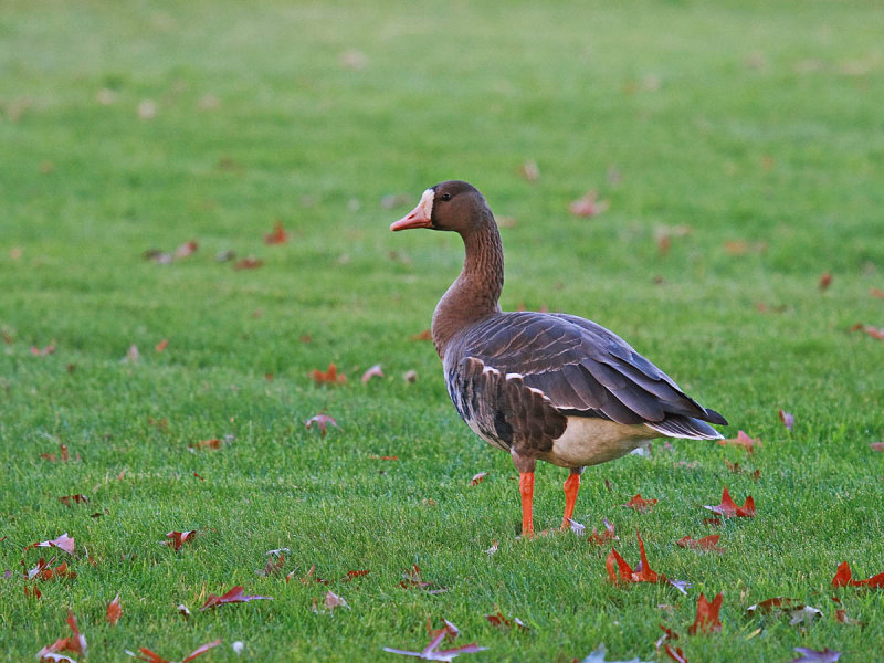 Greater White-fronted Goose
