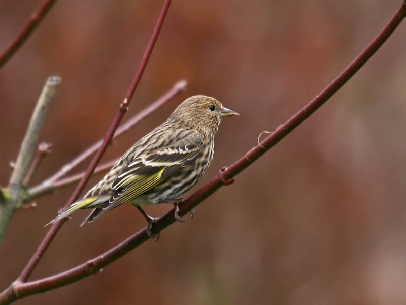 Pine Siskin