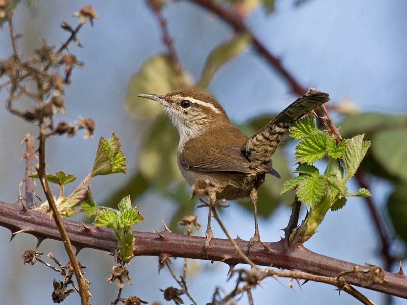 Bewicks Wren