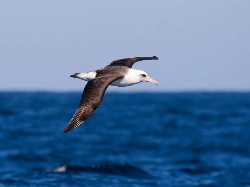 Laysan Albatross