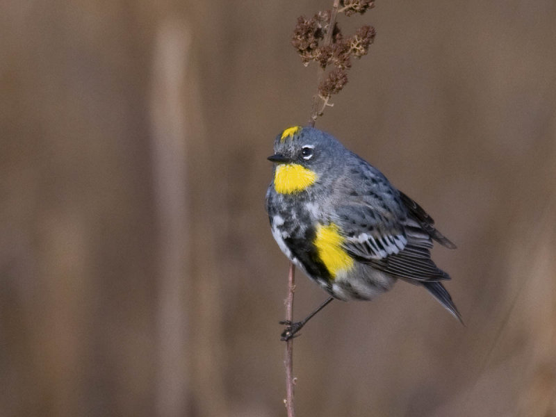 Yellow-rumped Warbler