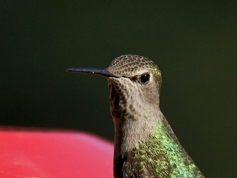 Annas Hummingbird