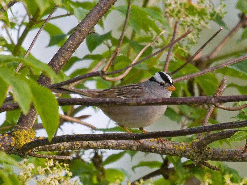 White-crowned Sparrow