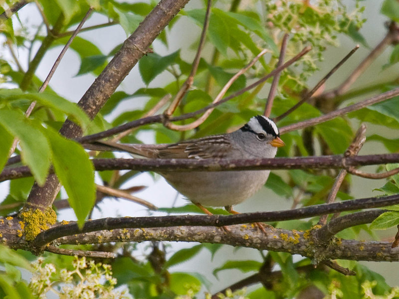 White-crowned Sparrow