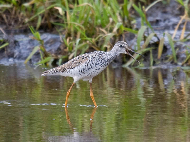 Greater Yellowlegs