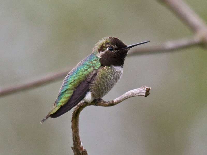Annas Hummingbird