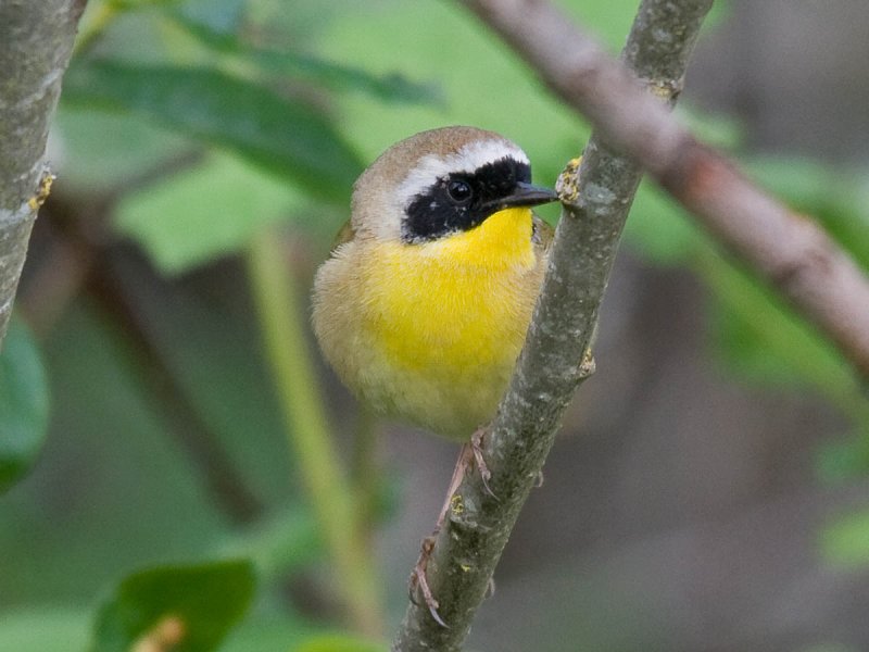 Common Yellowthroat