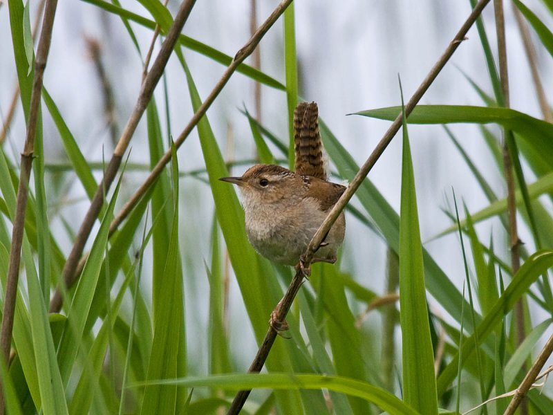Marsh Wren