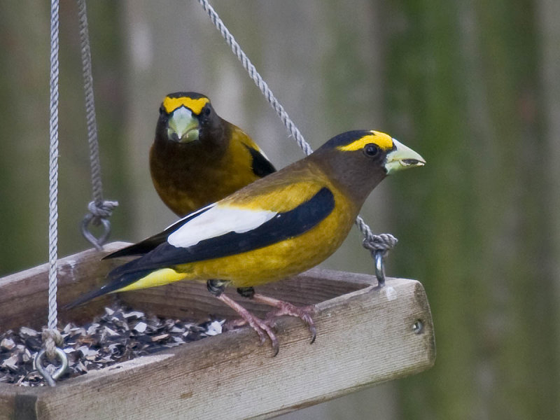 Evening Grosbeak