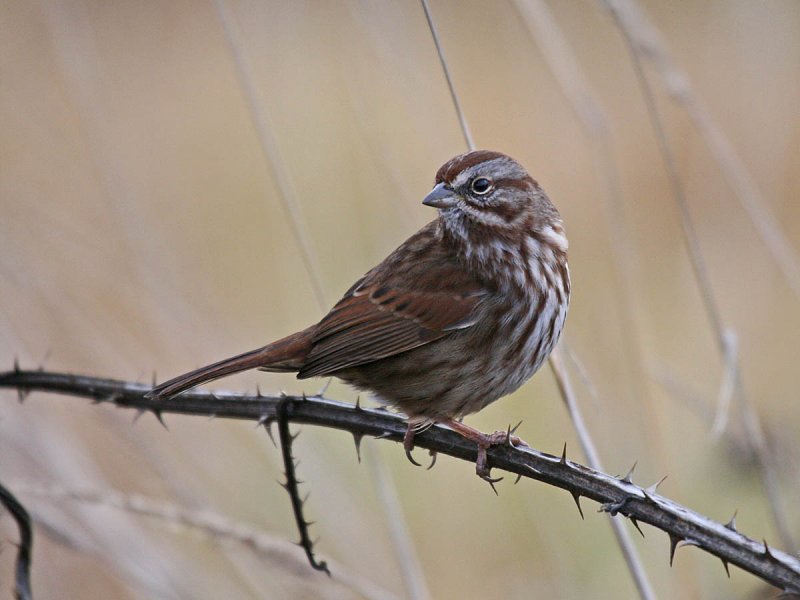Song Sparrow