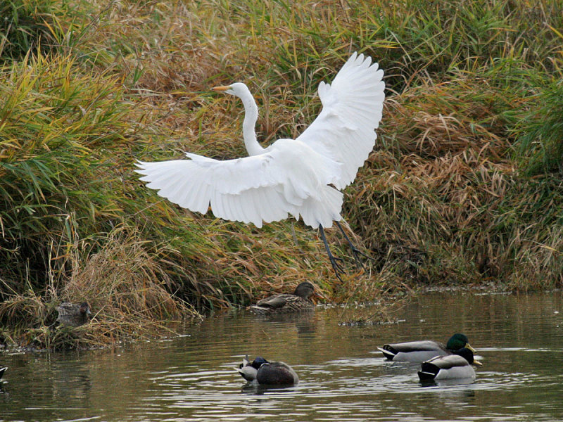 Great Egret