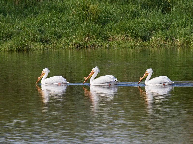 American White Pelican