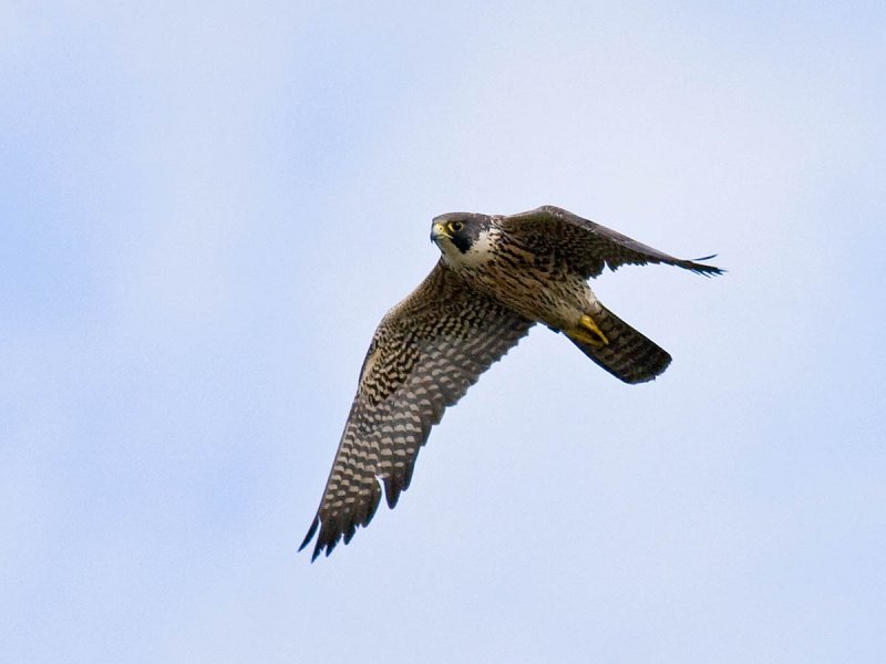 Peregrine Falcon