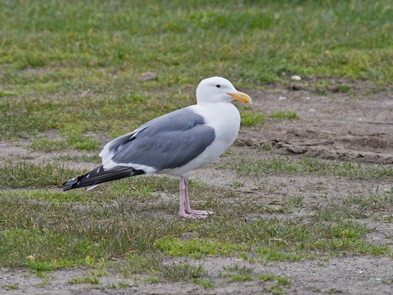Western Gull