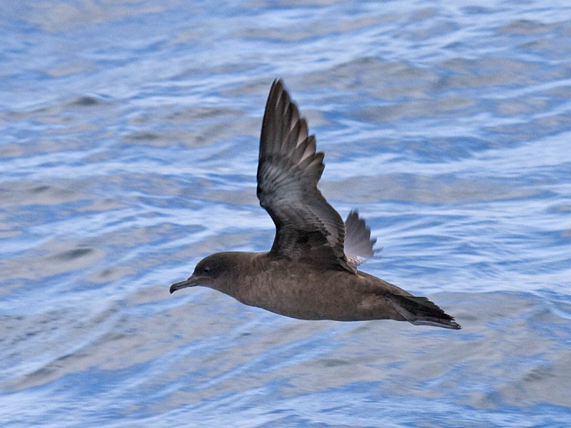 Sooty Shearwater