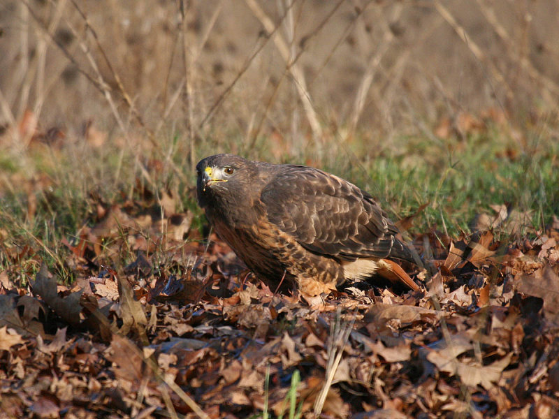 Red-tailed Hawk