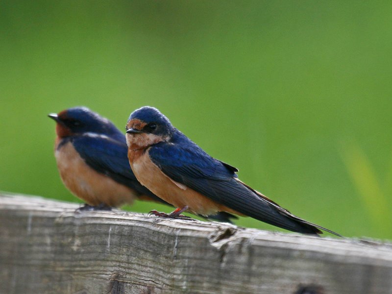 Barn Swallow