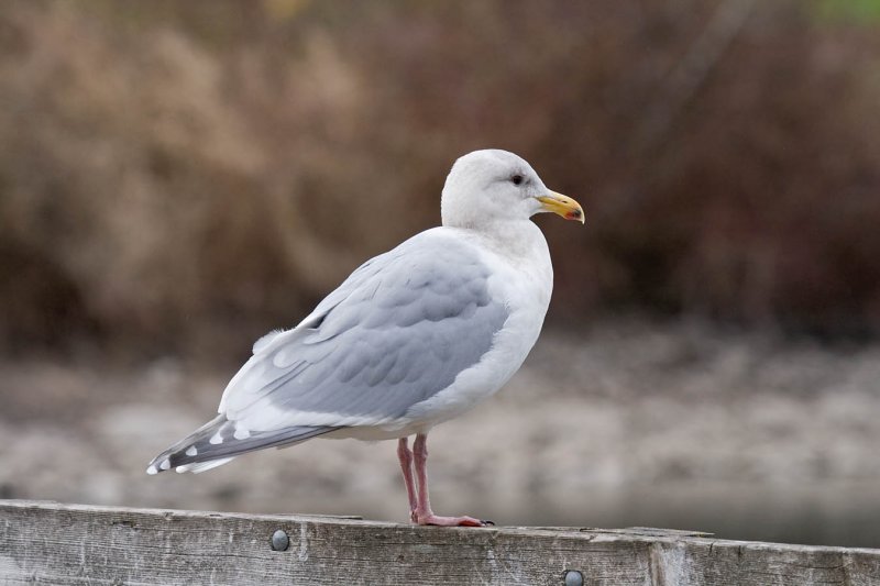 Olympic Gull