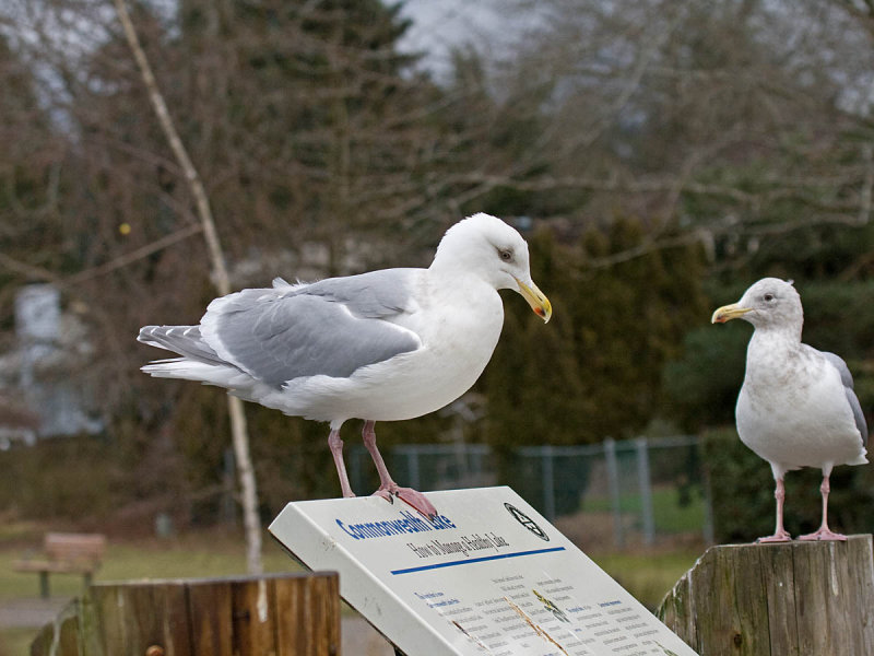 Olympic Gull