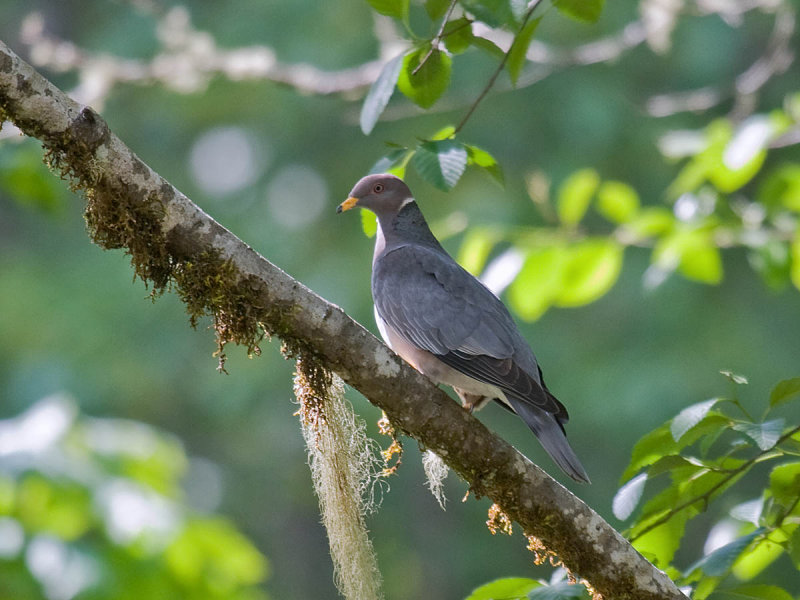 Band-tailed Pigeon